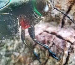 Belionota prasina