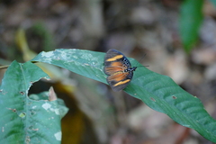 Pseudacraea dolomena