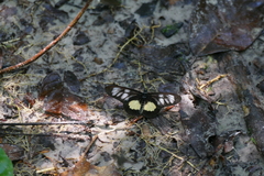 Acraea parrhasia