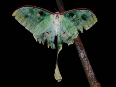 Actias maenas