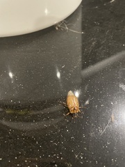 Cyclocephala signaticollis