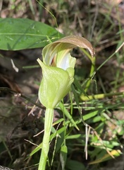 Pterostylis baptistii