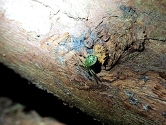 Diaea ambara
