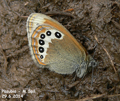 Coenonympha gardetta