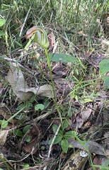 Pterostylis baptistii