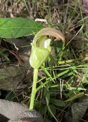 Pterostylis baptistii