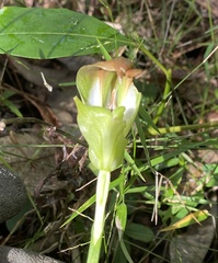 Pterostylis baptistii