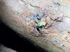 Diaea ambara