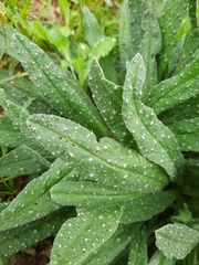 Echium tuberculatum