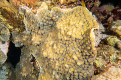 Echinopora hirsutissima