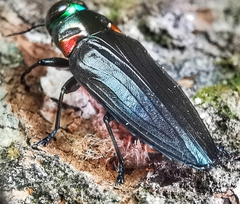 Belionota prasina