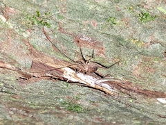 Macropathinae