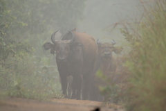 Syncerus caffer nanus