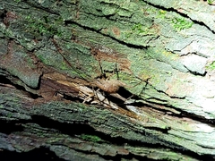 Macropathinae