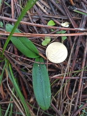 Neotinea maculata