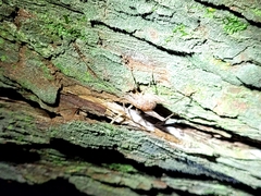 Macropathinae