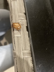 Cyclocephala signaticollis