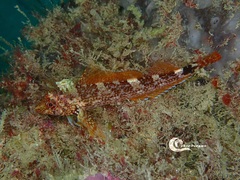 Tripterygion delaisi