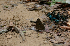 Charaxes