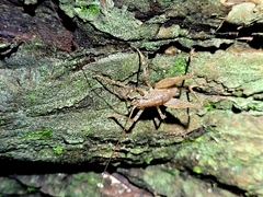 Macropathinae