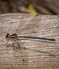 Austroargiolestes amabilis