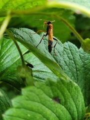 Ctenochares bicolorus