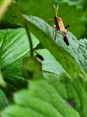 Ctenochares bicolorus