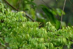 Graphium tynderaeus