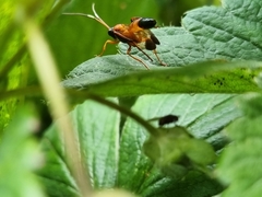 Ctenochares bicolorus