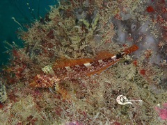 Tripterygion delaisi