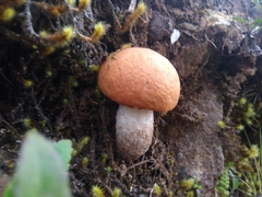 Leccinum monticola