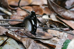 Hypolimnas dinarcha