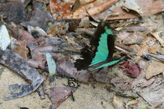 Papilio phorcas