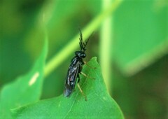 Cladius pectinicornis