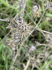 Centaurea melitensis