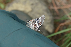 Charaxes etesipe