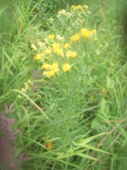 Galatella biflora