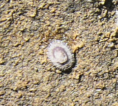 Notoacmea corrodenda