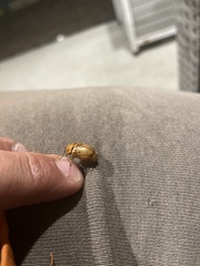 Cyclocephala signaticollis