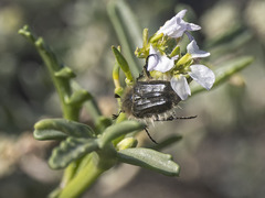 Tropinota squalida canariensis