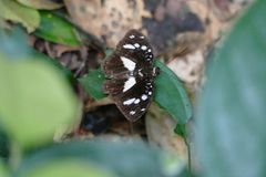 Aterica galene