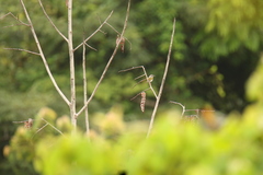 Camaroptera brachyura