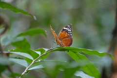 Bebearia plistonax