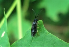 Cladius pectinicornis