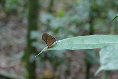 Mimacraea
