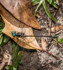 Eusynthemis aurolineata