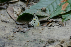 Belenois sudanensis