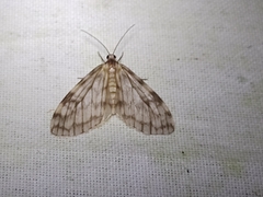 Parallage inconcinna