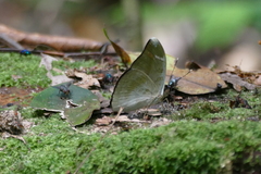 Bebearia ducarmei