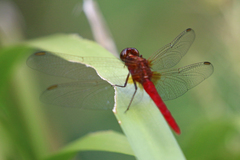 Rhodothemis lieftincki